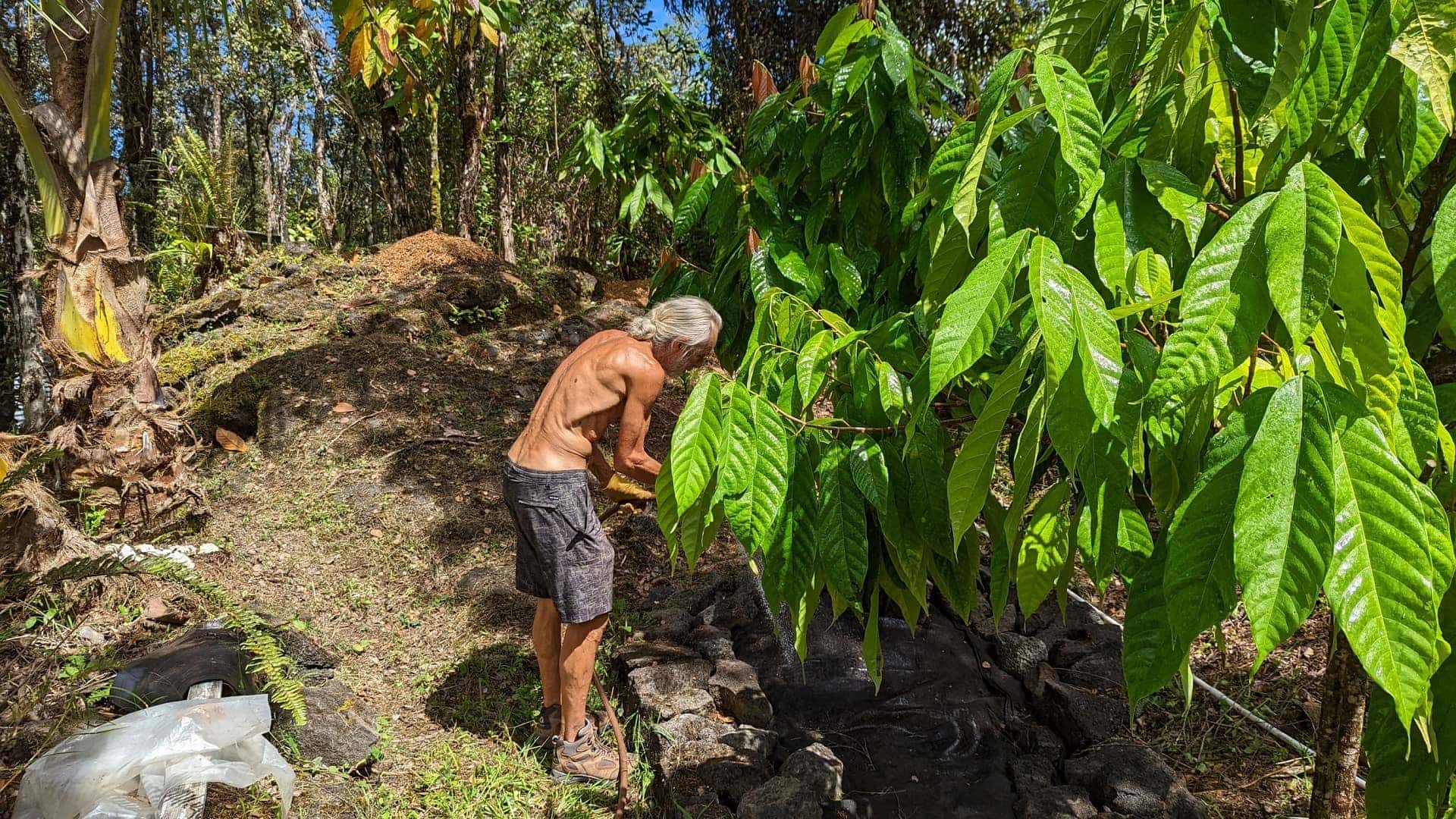 Farmer tending a cacao tree in a lush tropical garden