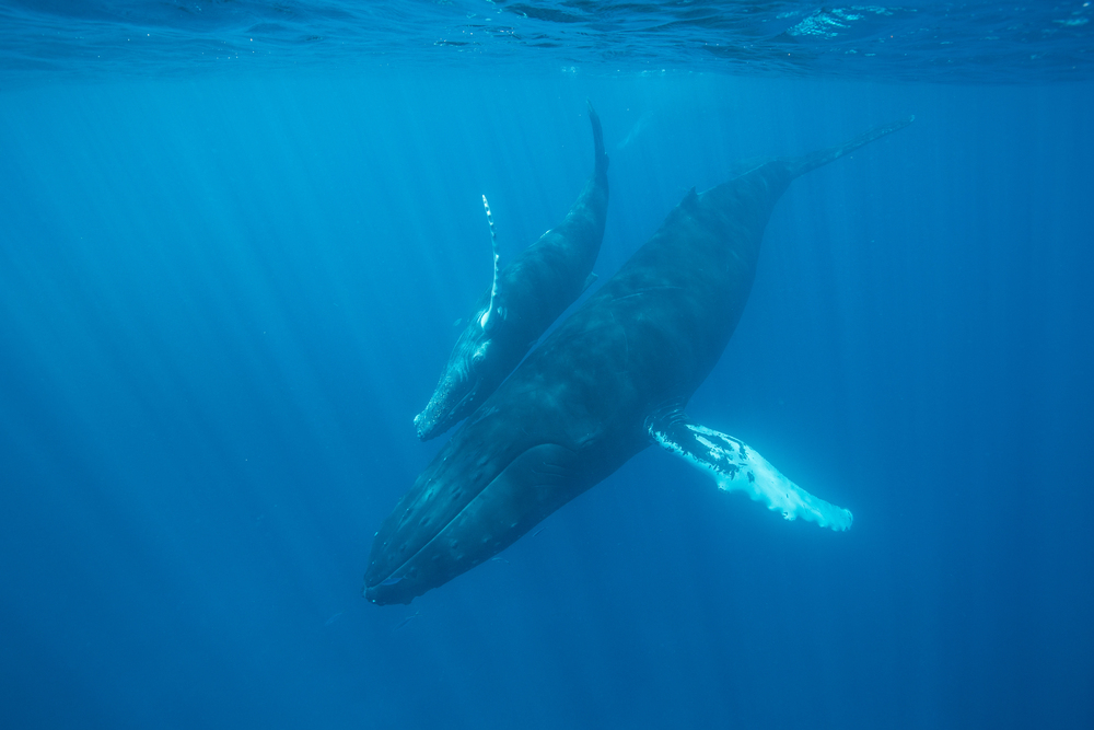Low Frequency Active Sonar testing on Humpback whale mother and calf swimming underwater in blue ocean