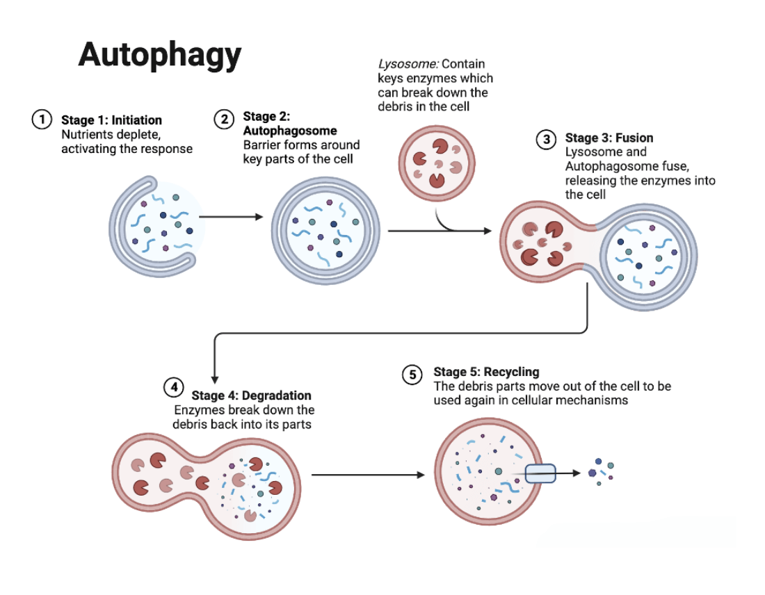 Infographic of the autophagy process: initiation, autophagosome, lysosome fusion, degradation, recycling.