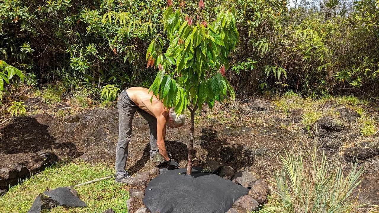 Benedick mulching a young cacao tree in a raised bed in a his tropical garden